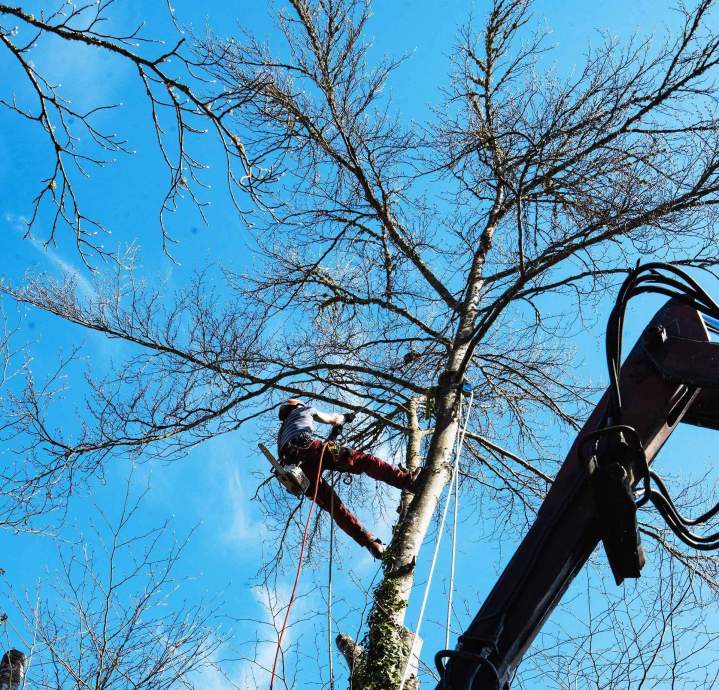 Abattage arbre Riom