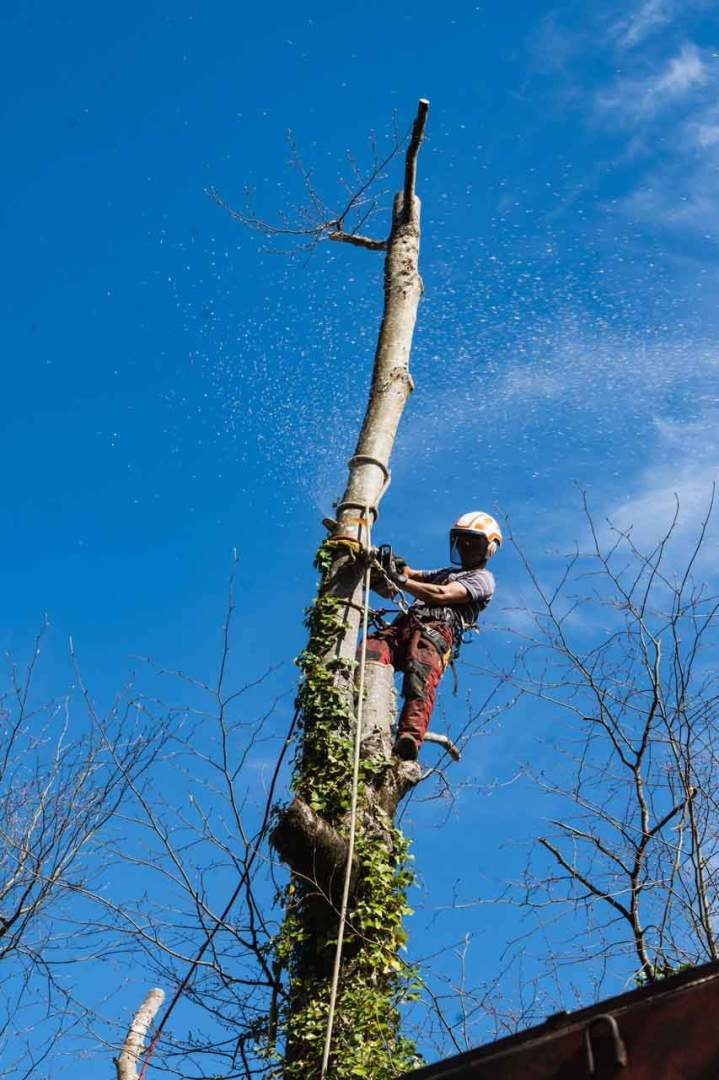 Émondage et retrait des bois morts en cime Riom