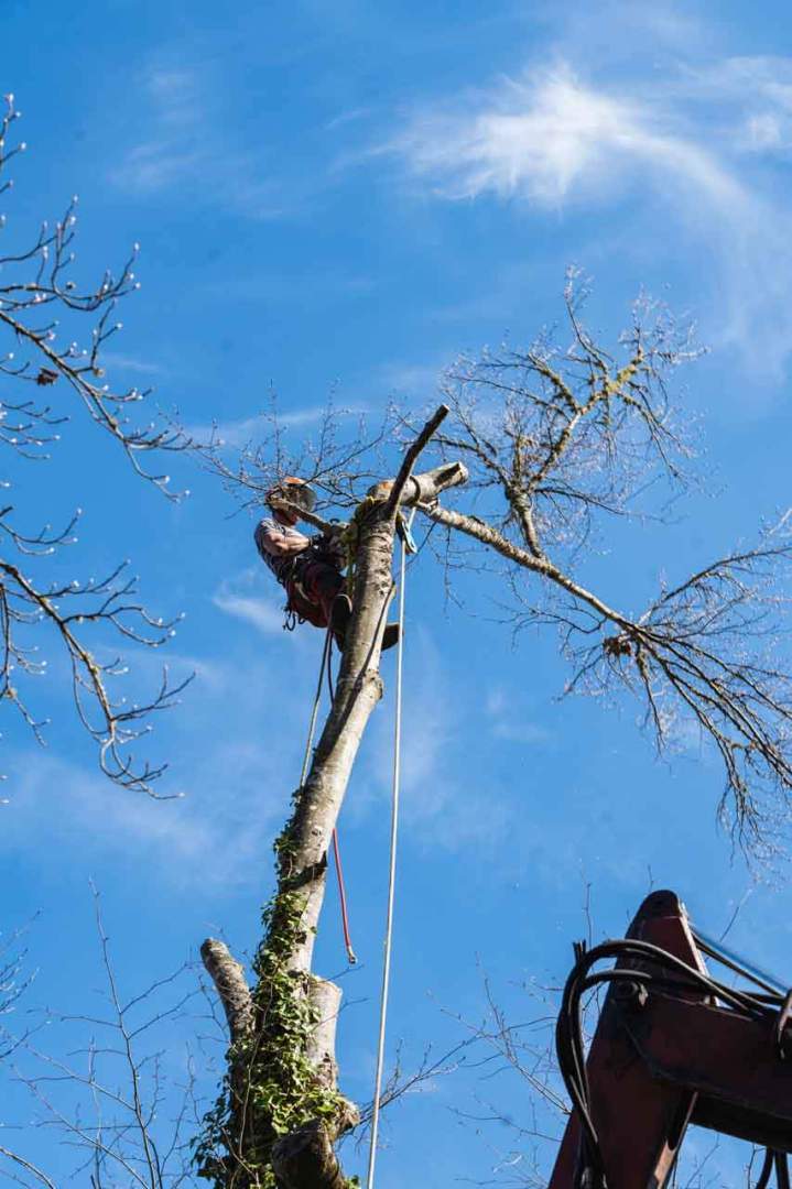 Entretien d'arbre Riom
