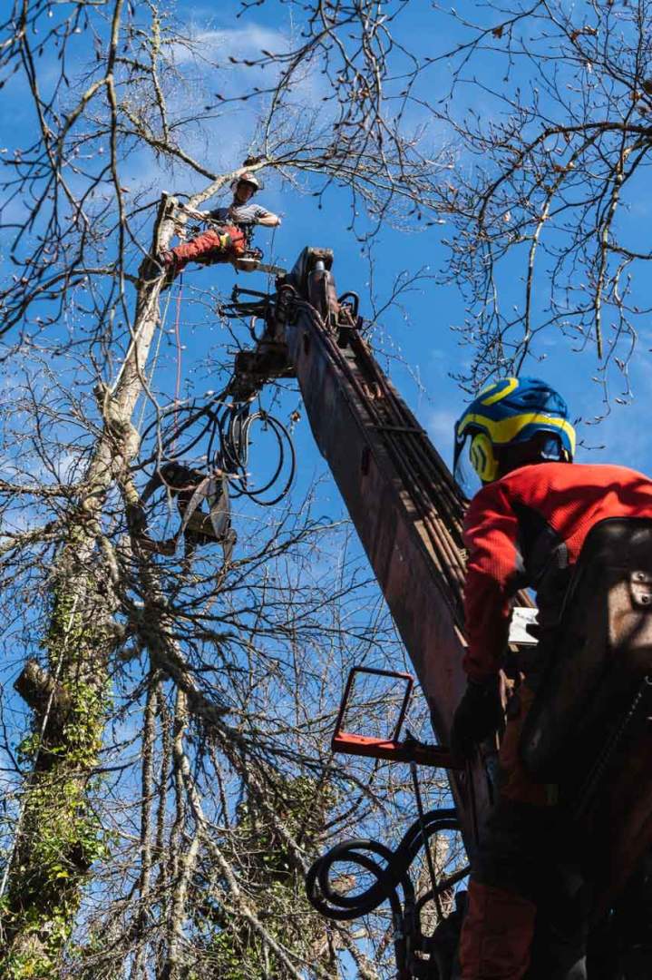Travaux d'élagage pour particulier Riom