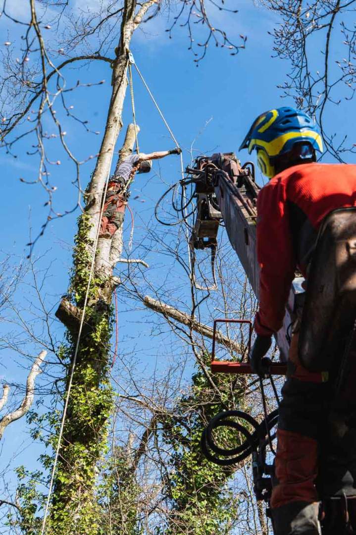 Émondage et retrait des bois morts en cime Riom