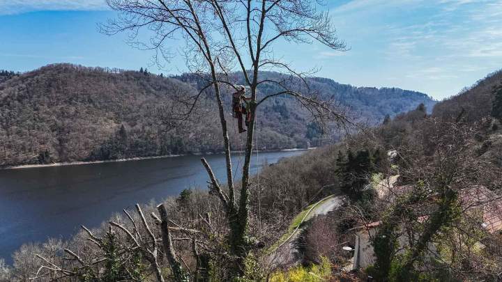 Élagage d'arbres de grande hauteur Riom