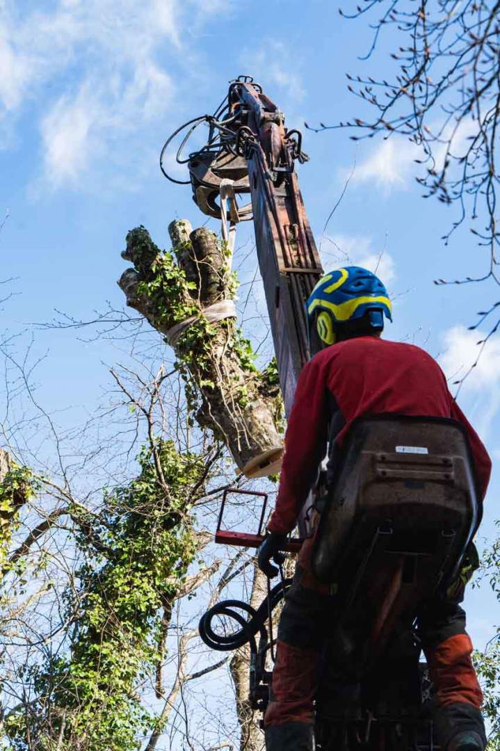 Démontage arbre Riom